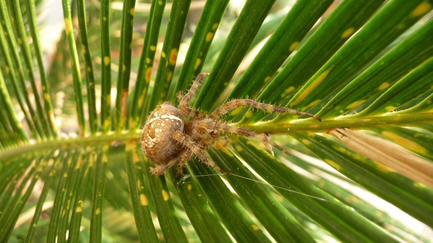 Araneus diadematus